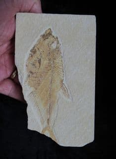 Diplomystus dentatus (Cope 1877)