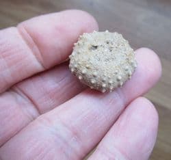 Diplopodia calloviense (Cotteau 1857)