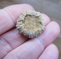 Diplopodia calloviense (Cotteau 1857)