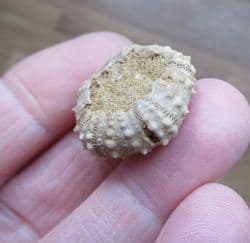 Diplopodia calloviense (Cotteau 1857)