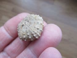 Diplopodia calloviense (Cotteau 1857)