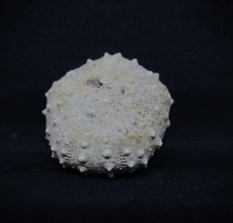 Diplopodia calloviense (Cotteau 1857)