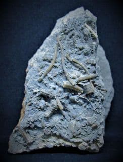 Disarticulated Starfish and Crinoids from Eype