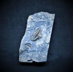 Ditomopyge scitula  Ohio Trilobite