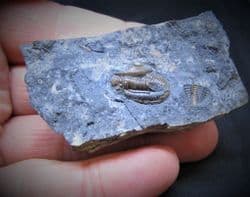 Ditomopyge scitula  Ohio Trilobite