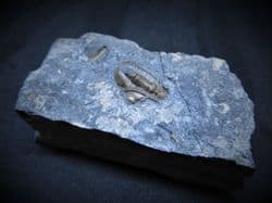 Ditomopyge scitula  Ohio Trilobite