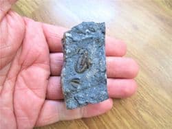 Ditomopyge scitula  Ohio Trilobite