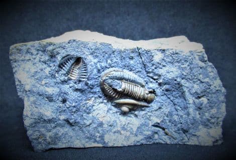 Ditomopyge scitula Ohio Trilobite