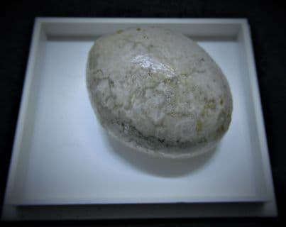 Dolopygus pyriformis from Belgium