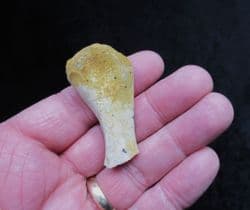 Dolphin Ulna from Bakersfield