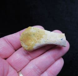Dolphin Ulna from Bakersfield
