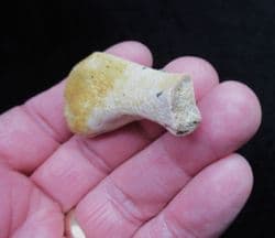 Dolphin Ulna from Bakersfield