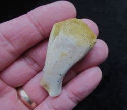 Dolphin Ulna from Bakersfield