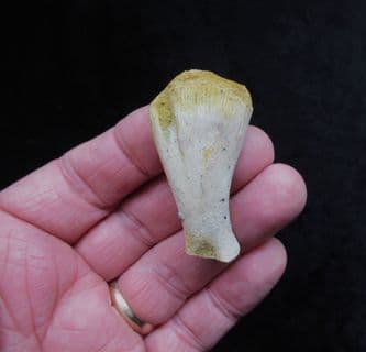 Dolphin Ulna from Bakersfield