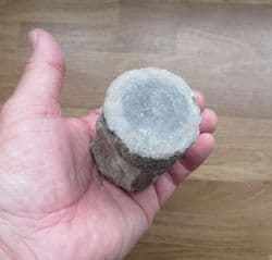 Dolphin Vertebra from Polk County