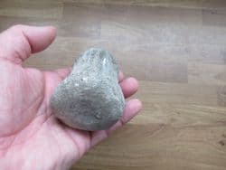 Dolphin Vertebra from Polk County