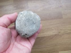Dolphin Vertebra from Polk County