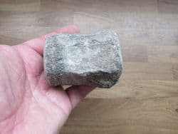 Dolphin Vertebra from Polk County