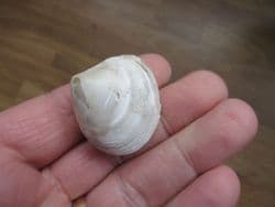 Dosinia insularum from Java