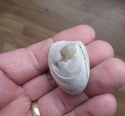 Dosinia insularum from Java