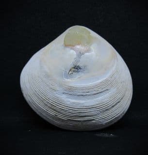 Dosinia insularum from Java
