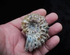 Douvilleiceras with umbilical Vestigial wall spines!