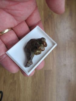 Drum fish jaw Mylocheilus robustus