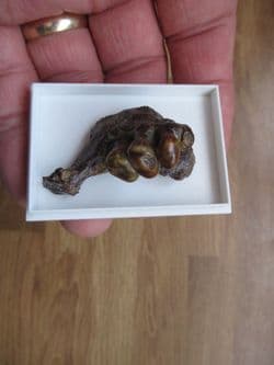 Drum fish jaw Mylocheilus robustus