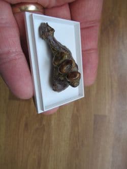 Drum fish jaw Mylocheilus robustus