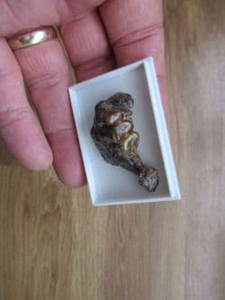 Drum fish jaw Mylocheilus robustus