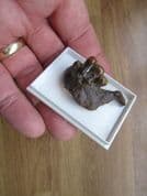 Drum fish jaw Mylocheilus robustus