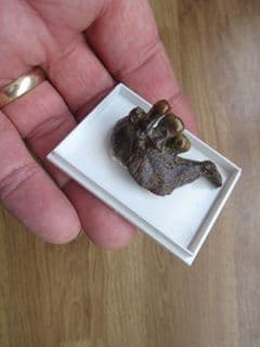 Drum fish jaw Mylocheilus robustus