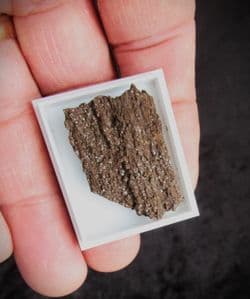 Druzy fossil wood