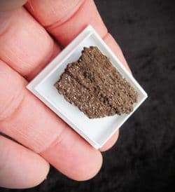Druzy fossil wood