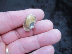 Early Hyaena  tooth Ictitherium viverrinum