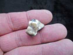Early Hyaena  tooth Ictitherium viverrinum