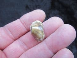 Early Hyaena  tooth Ictitherium viverrinum