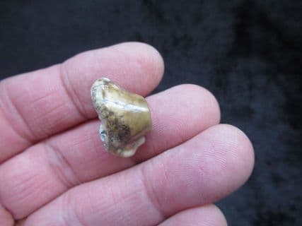 Early Hyaena  tooth Ictitherium viverrinum