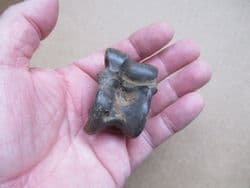 Early Llama  Ankle bone