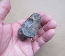 Early Llama  Ankle bone