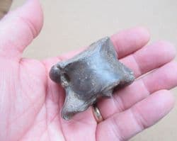 Early Llama  Ankle bone