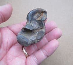 Early Llama  Ankle bone