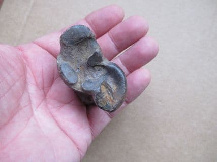 Early Llama Ankle bone