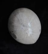 Echinocorys  Scutata (Leske)