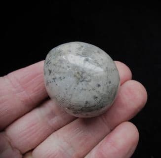 Echinocorys  Scutata (Leske)