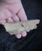 Edmontosaurus cf. regalis Nearal spine