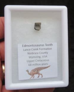 Edmontosaurus tooth