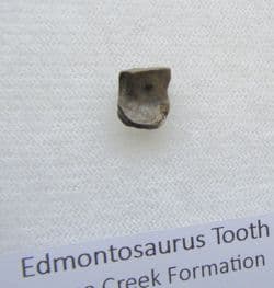 Edmontosaurus tooth