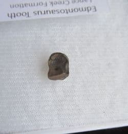 Edmontosaurus tooth
