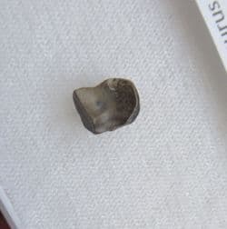 Edmontosaurus tooth